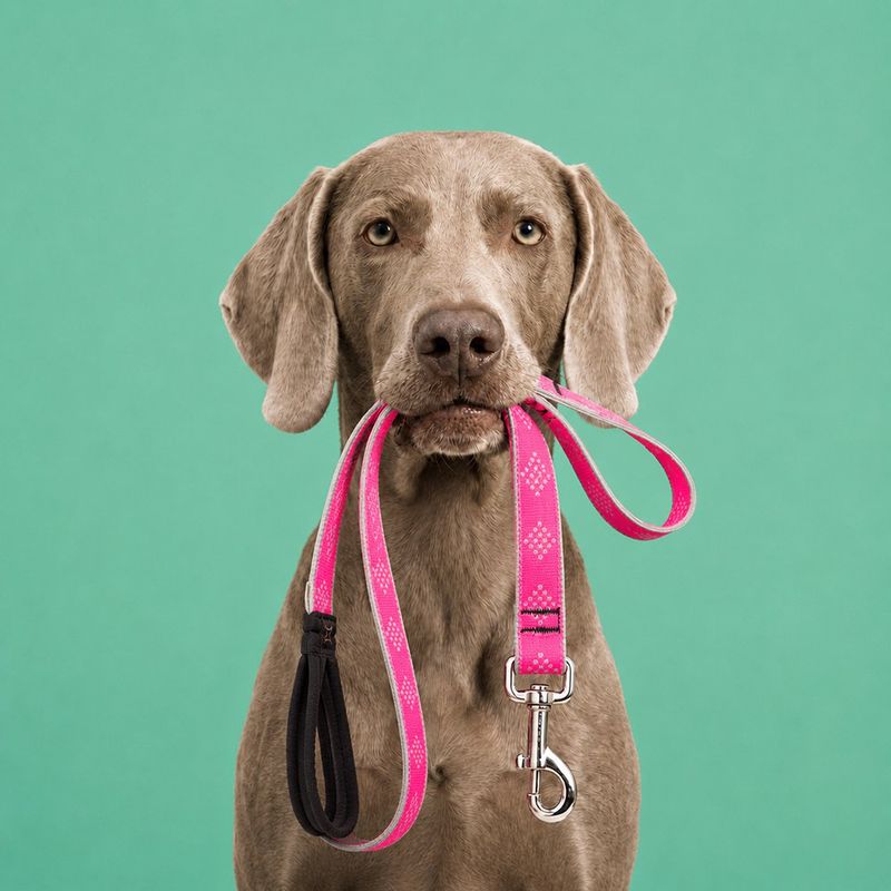 Correa para Perro de Nylon Reflectante Diseño Diamante de 6 Pies x 1 Plg con Mango Acolchado Rosa
