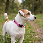 Collar Ajustable para Perro de Nylon Reflectante Diseño Diamante de 8 a 14 Plg x 1/2 Plg Rosa