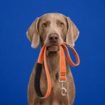 Correa para Perro de Nylon Reflectante Diseño Diamante de 6 Pies x 1 Plg con Mango Acolchado Naranja