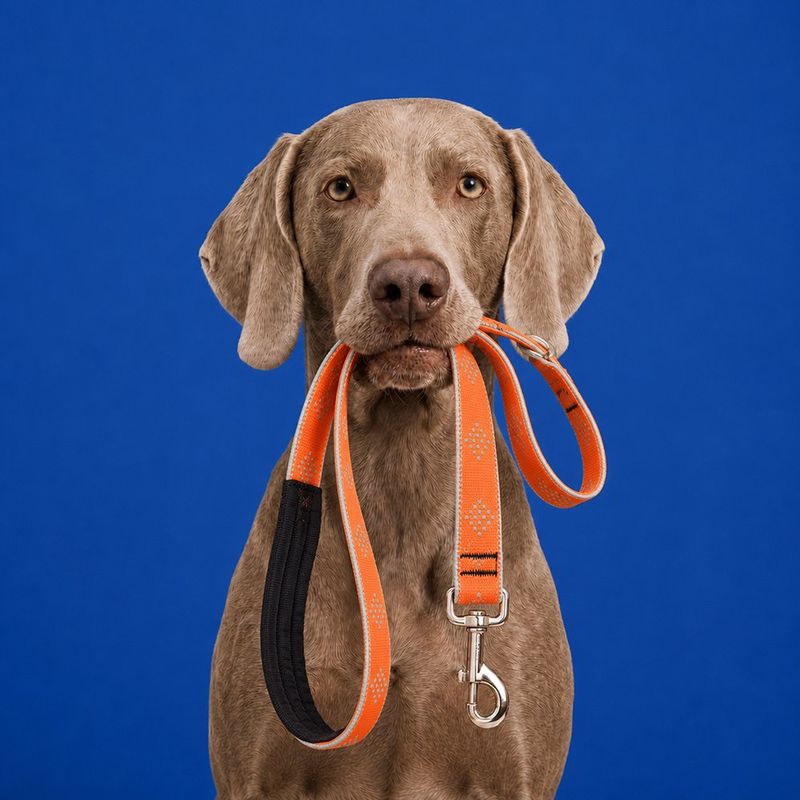 Correa para Perro de Nylon Reflectante Diseño Diamante de 6 Pies x 1 Plg con Mango Acolchado Naranja