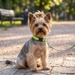 Collar Ajustable para Perro de Nylon Reflectante Diseño Diamante de 9 a 14 Plg x 3/4 Plg Verde