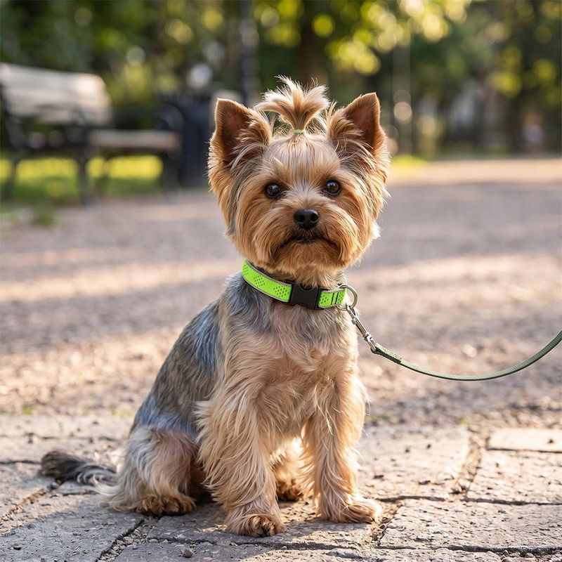 Collar Ajustable para Perro de Nylon Reflectante Diseño Diamante de 9 a 14 Plg x 3/4 Plg Verde