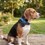 Collar Ajustable para Perro de Nylon Reflectante Diseño Huellas de 12 a 20 Plg x 1 Plg Azul