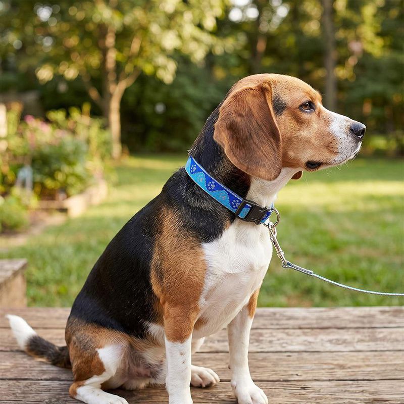 Collar Ajustable para Perro de Nylon Reflectante Diseño Huellas de 12 a 20 Plg x 1 Plg Azul