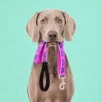 Correa para Perro de Nylon Reflectante Diseño Huellas de 6 Pies x 1 Plg con Mango Acolchado Rosa
