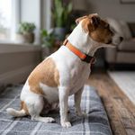 Collar Ajustable para Perro de Nylon Reflectante Diseño Diamante de 8 a 14 Plg x 1/2 Plg Naranja