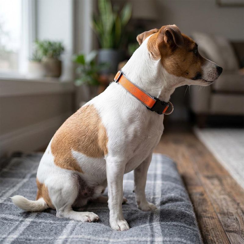 Collar Ajustable para Perro de Nylon Reflectante Diseño Diamante de 8 a 14 Plg x 1/2 Plg Naranja