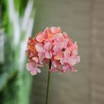 Flor Hortensia Artificial Color Rosado