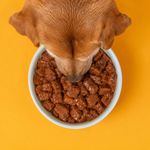 Alimento Húmedo para Perro Adulto Protein Plus Sabor Pollo Sobre de 100 g