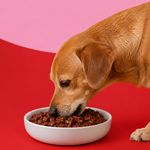 Alimento Húmedo para Perro Adulto Protein Plus Sabor Pavo Sobre de 100 g