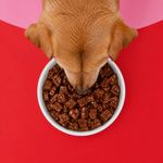 Alimento Húmedo para Perro Adulto Protein Plus Sabor Pavo Sobre de 100 g