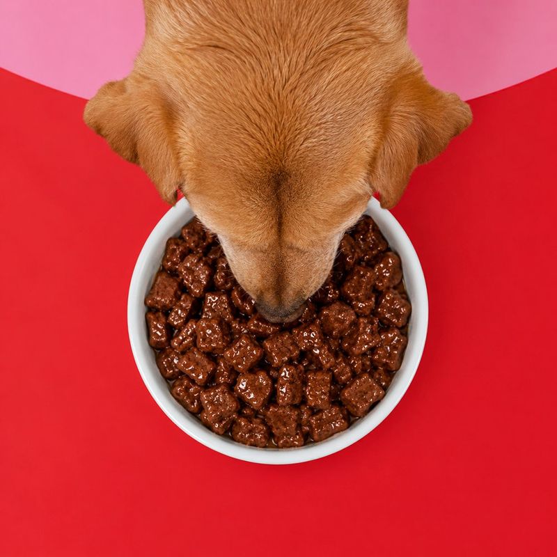 Alimento Húmedo para Perro Adulto Protein Plus Sabor Pavo Sobre de 100 g