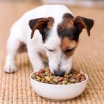 Concentrado para Cachorro Razas Minis Crecimiento Vibrante con Carne Bolsa de 4 kg