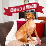 Spray Entrenador de Orina para Perro de 236 ml con Atomizador