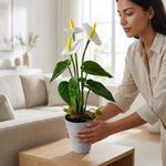Planta Anturio Artificial Color Blanco con Maceta