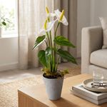 Planta Anturio Artificial Color Blanco con Maceta