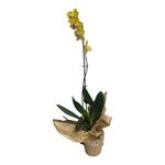 Orquídea Natural de 1 Tallo con Maceta Colores Surtidos