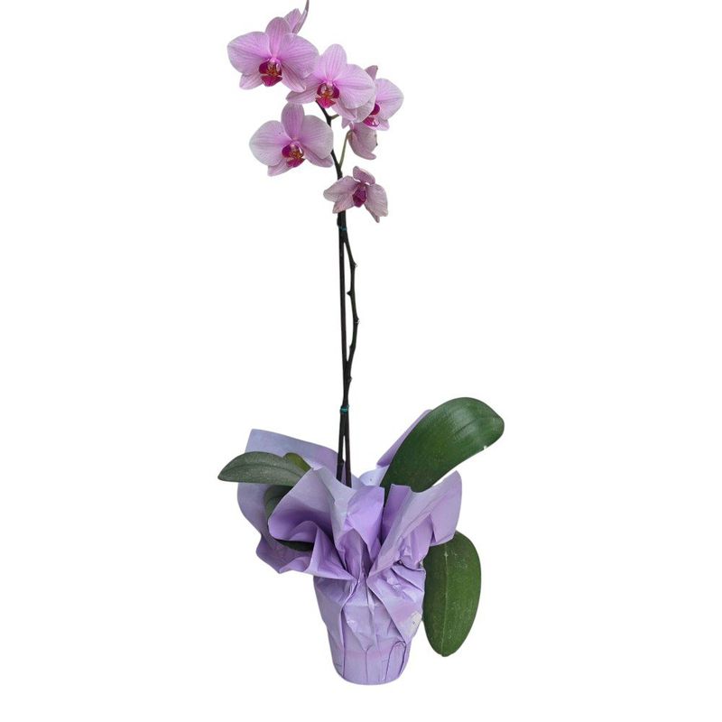 Orquídea Natural de 1 Tallo con Maceta Colores Surtidos