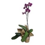 Orquídea Natural de 1 Tallo con Maceta Colores Surtidos