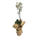 Orquídea Natural de 1 Tallo con Maceta Colores Surtidos