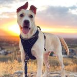 Arnés de Seguridad Ajustable para Perro Talla L Pecho 65-80 cm Tipo Chaleco Acolchado Negro