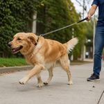 Cadena de Paseo para Perro de Acero 1.2 Metros x 5 mm con Asa Talla XG