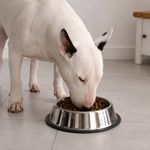 Plato para Perro de Acero Inoxidable Pequeño con Base Antideslizante de 8.25 Plg