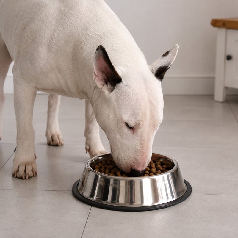 Plato para Perro de Acero Inoxidable Pequeño con Base Antideslizante de 8.25 Plg
