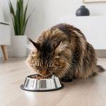 Plato para Perro de Acero Inoxidable Pequeño con Base Antideslizante de 8.25 Plg