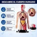 Modelo Anatómico del Cuerpo Humano con 16 Órganos Desmontables, Base y Manual