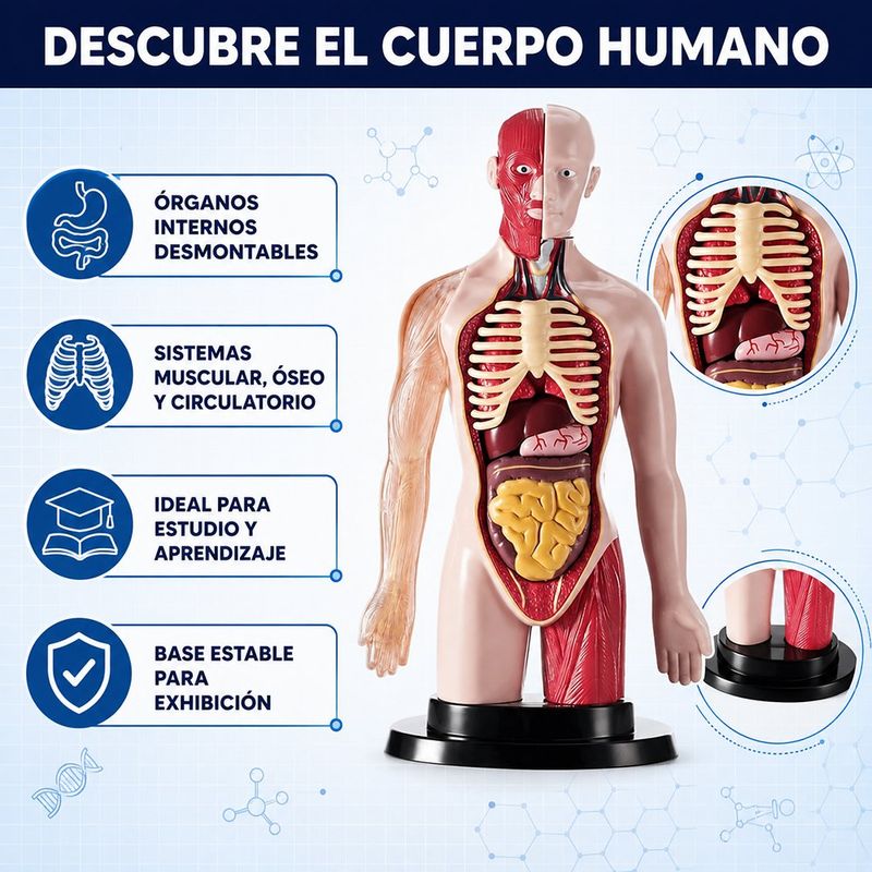 Modelo Anatómico del Cuerpo Humano con 16 Órganos Desmontables, Base y Manual