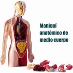 Modelo Anatómico del Cuerpo Humano con 16 Órganos Desmontables, Base y Manual
