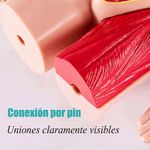 Modelo Anatómico del Cuerpo Humano con 16 Órganos Desmontables, Base y Manual