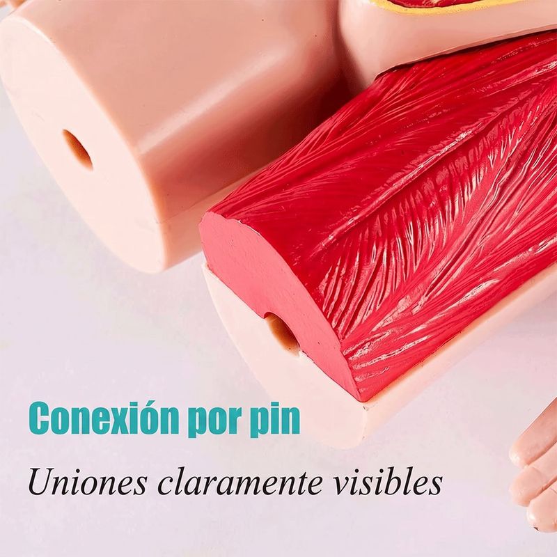 Modelo Anatómico del Cuerpo Humano con 16 Órganos Desmontables, Base y Manual