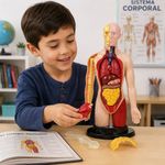 Modelo Anatómico del Cuerpo Humano con 16 Órganos Desmontables, Base y Manual