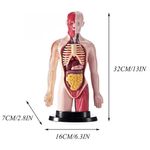 Modelo Anatómico del Cuerpo Humano con 16 Órganos Desmontables, Base y Manual