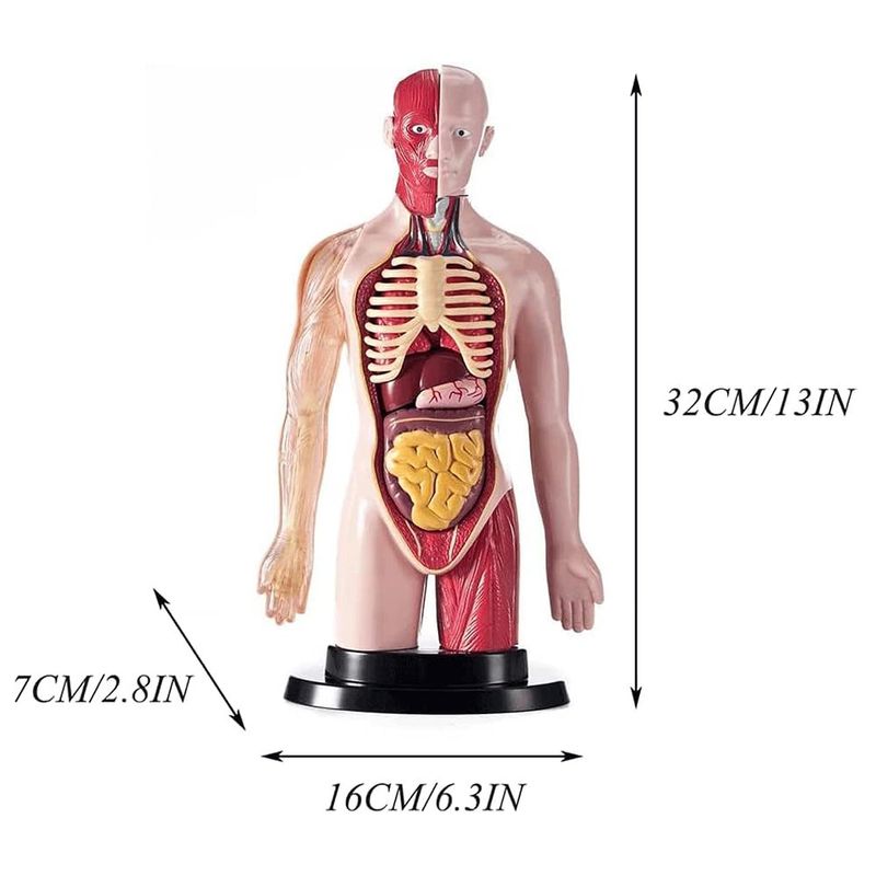Modelo Anatómico del Cuerpo Humano con 16 Órganos Desmontables, Base y Manual