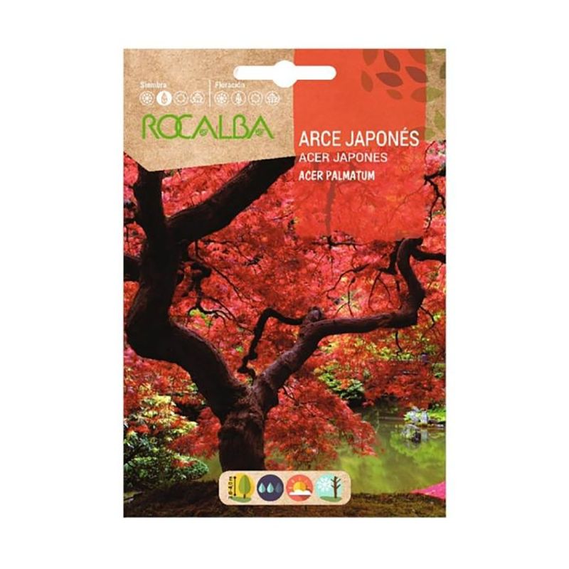 Semilla de Arce Japonés