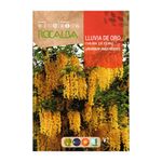 Semillas de Lluvia de Oro para Siembra y Cultivo