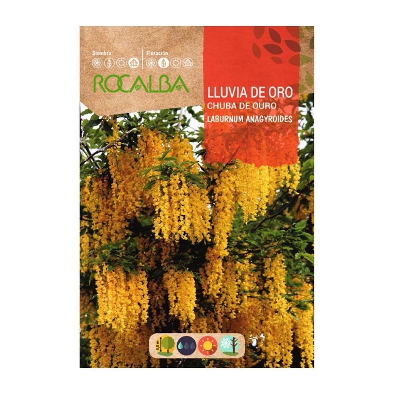 Semillas de Lluvia de Oro para Siembra y Cultivo