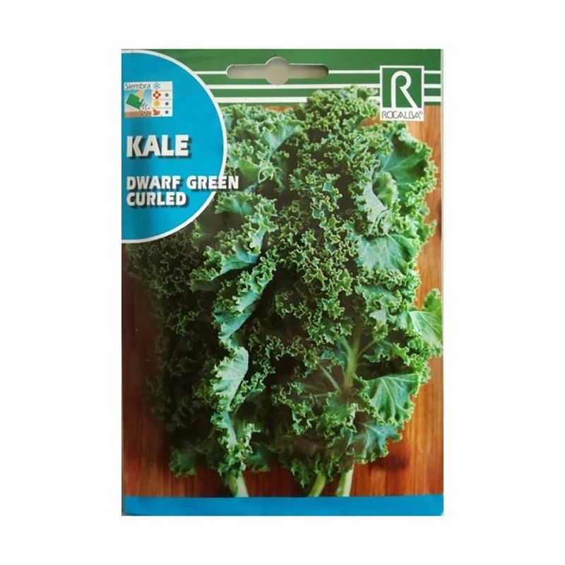 Semilla de Kale Dwarf Green Curled para Siembra y Cultivo