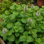 Semillas de Menta de Hoja Redonda para Siembra y Cultivo