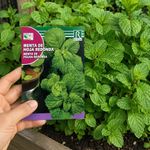 Semillas de Menta de Hoja Redonda para Siembra y Cultivo