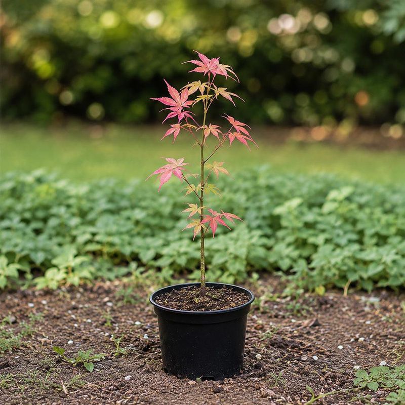 Semilla de Arce Japonés