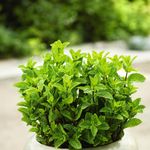 Semillas de Hierbabuena para Siembra y Cultivo
