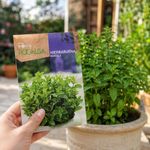 Semillas de Hierbabuena para Siembra y Cultivo
