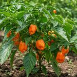 Semillas de Pimiento Picante Habanero Orange para Siembra y Cultivo