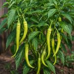 Semillas de Pimiento Guindilla Pequeña Amarilla para Siembra y Cultivo