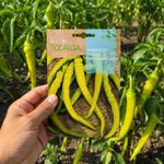 Semillas de Pimiento Guindilla Pequeña Amarilla para Siembra y Cultivo