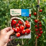 Semilla de Tomate Red Cherry en Bolsa para Siembra
